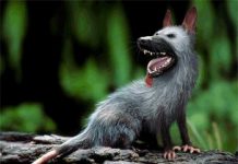 McCaskill THE RASCAL